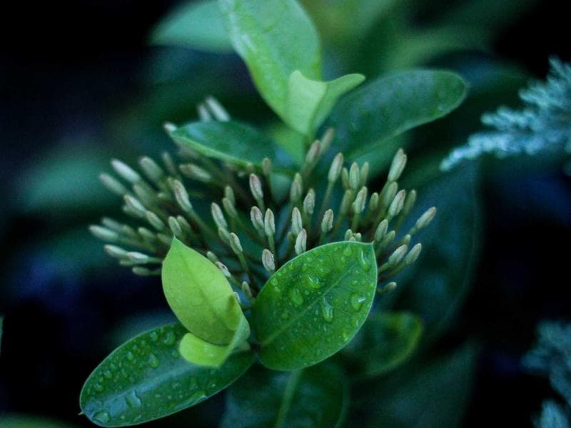 2 BHK Apartment for Rent in Lakeside